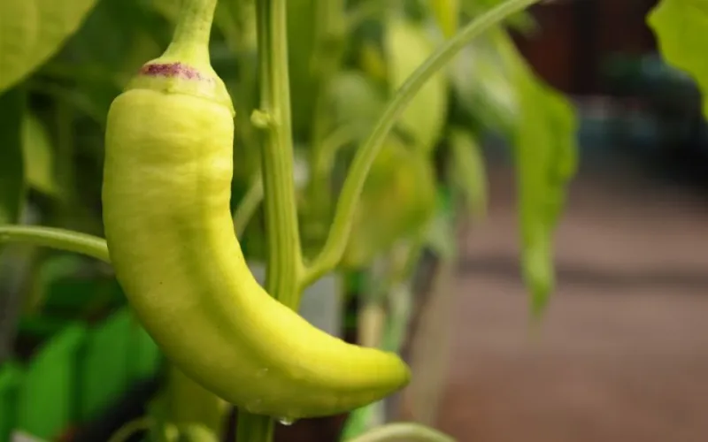 banana pepper on pepper plant