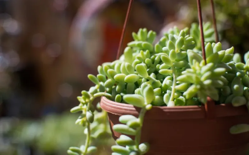 Succulents and Cacti | Armstrong Garden Centers