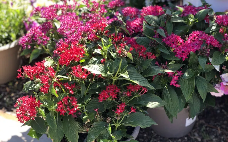 Garden Annuals & Perennials | Armstrong Garden Centers