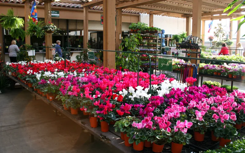 a close up of a flower garden
