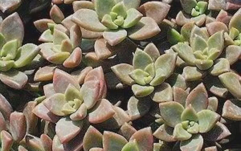 Graptosedum 'Vera Higgins'