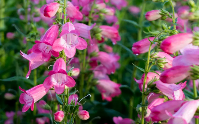 Penstemon