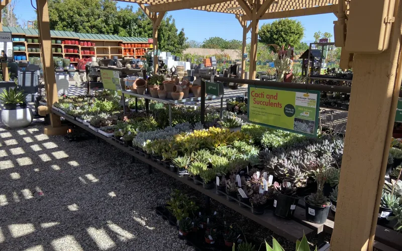a flower garden in a greenhouse