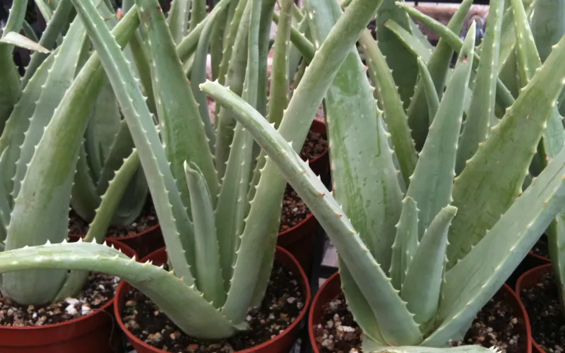 Aloe vera 'Medicine Plant'