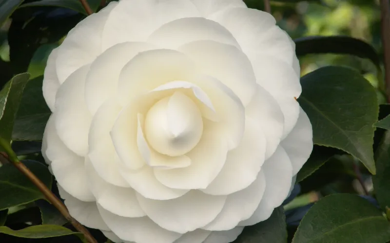 a close up of a rose with green leaves