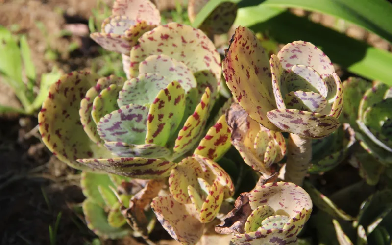 Kalanchoe marmorata (Penwiper Plant)