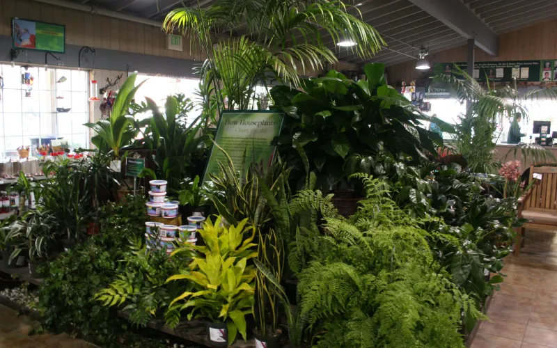a large tree in a room