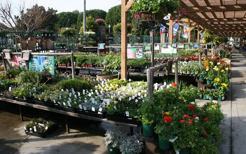 a close up of a flower garden