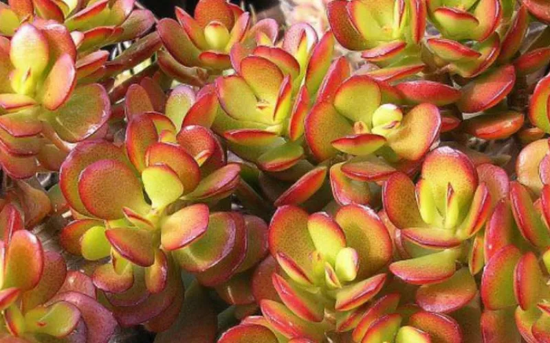 Crassula ovata 'Compacta'