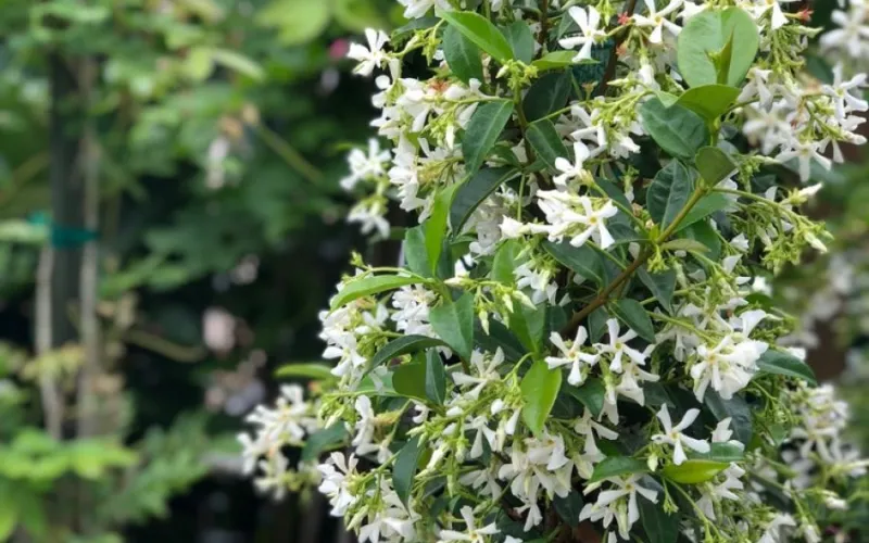 a green plant in a garden