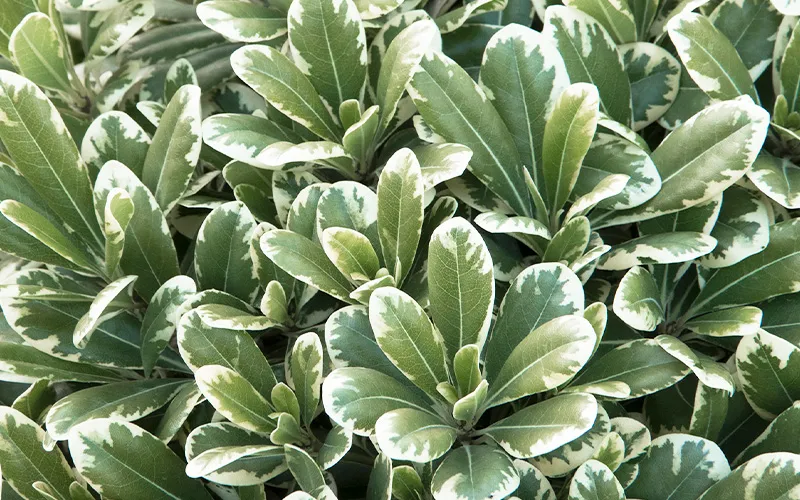 a close up of a green shrub