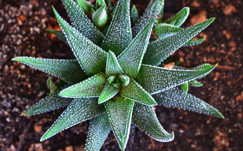 Haworthia attenuata
