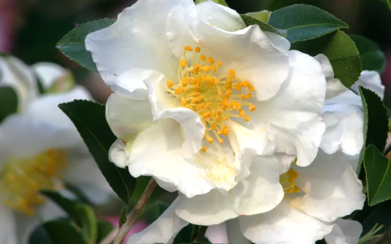 a close up of a flower