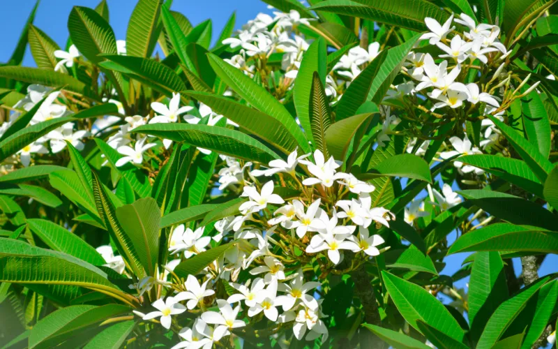 a vase of flowers on a tree