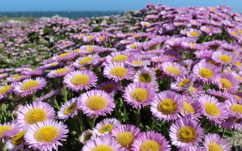 Erigeron glaucus-Seaside Daisy