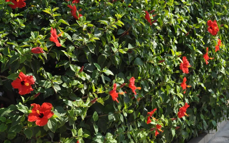 a close up of a flower