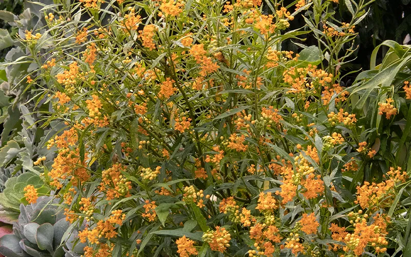 shrub with orange flowers