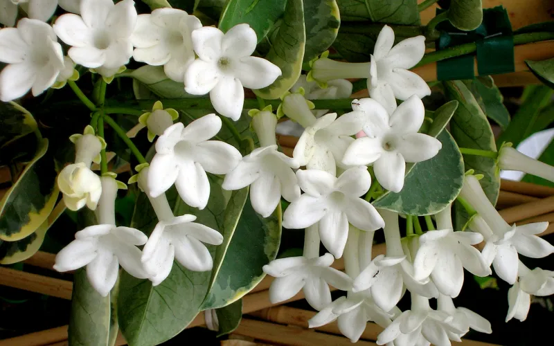 a close up of a flower