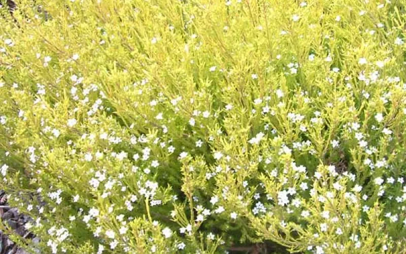 Coleonema 'Sunset Gold'