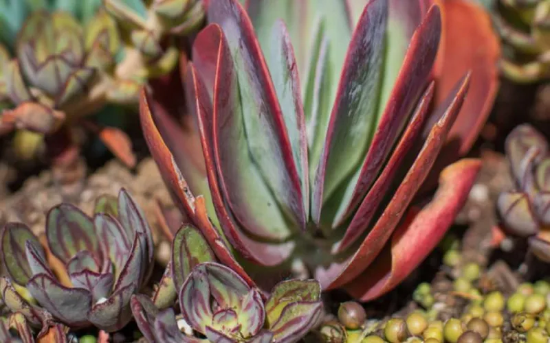 Succulents and Cacti | Armstrong Garden Centers