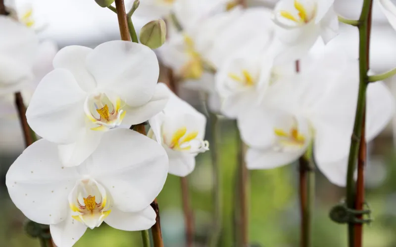 white phalaenopsis orchids in bloom