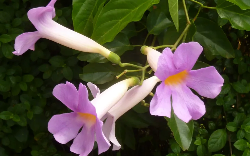 a purple flower on a plant