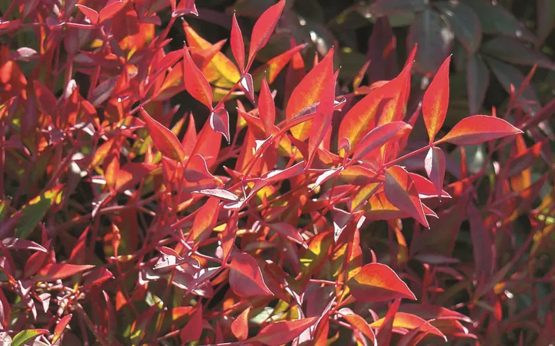 a close up of a plant