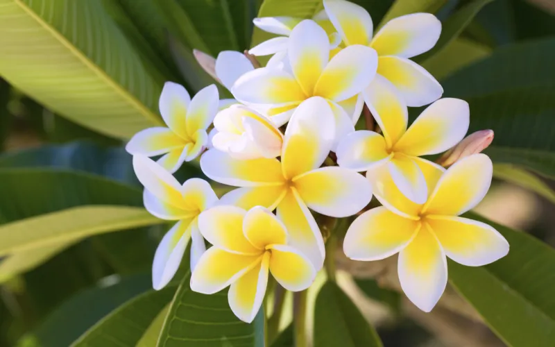 Plumeria