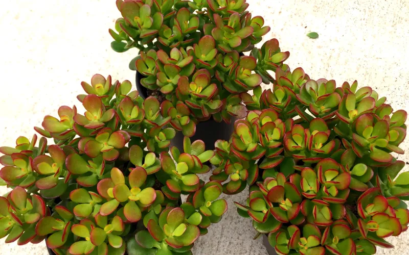 Crassula ovata minor (Mini Green)