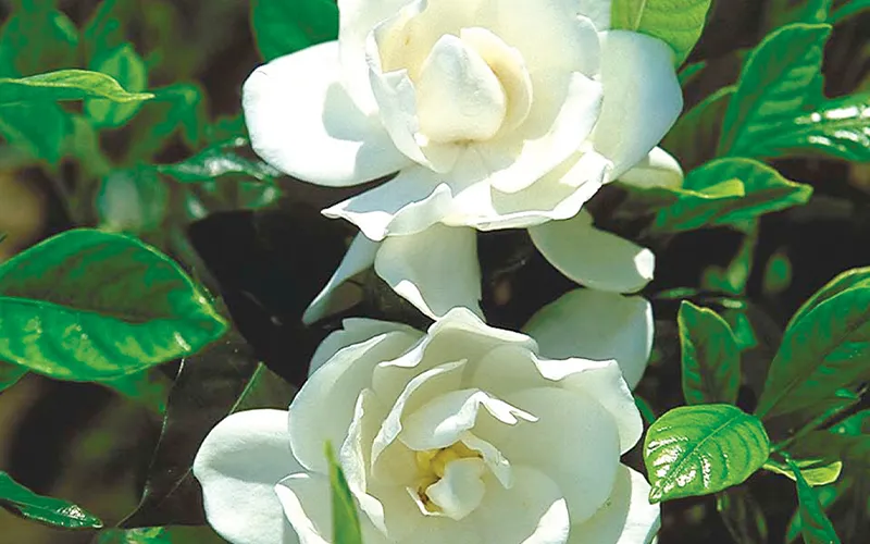 a close up of white flowers