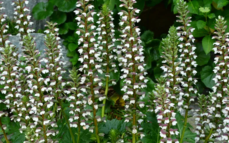 a close up of a flower garden