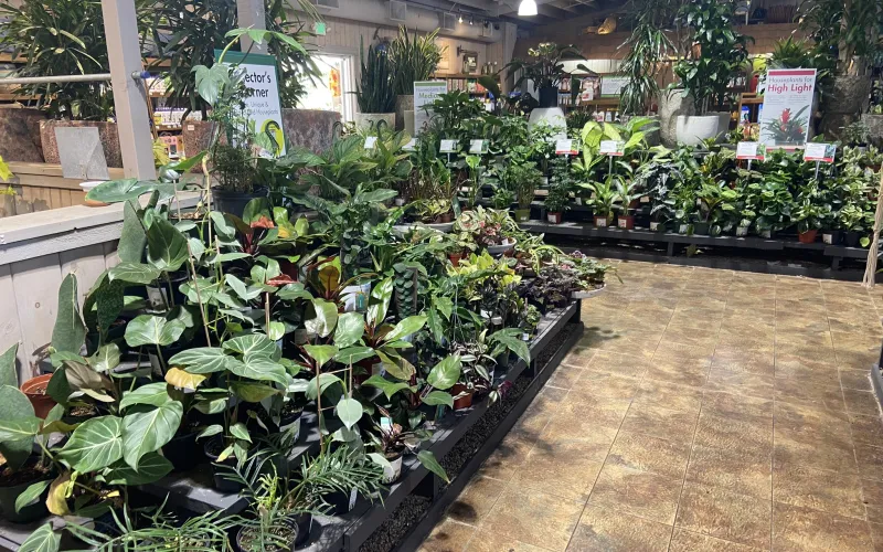 a large indoor planter garden