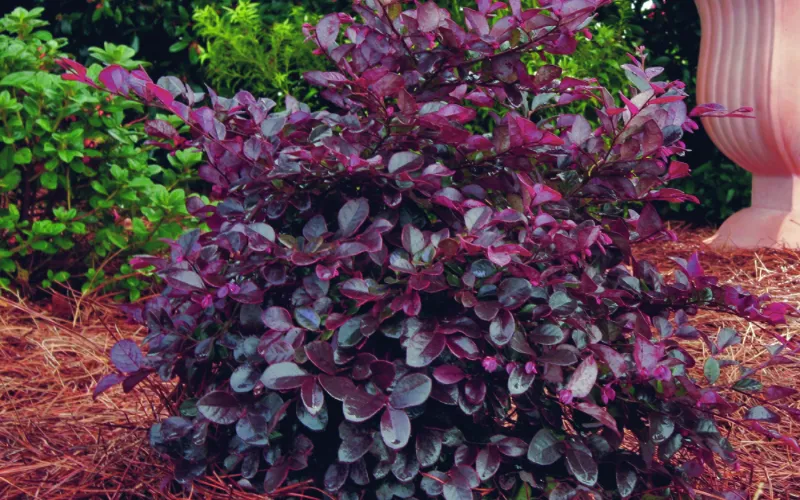 Loropetalum
