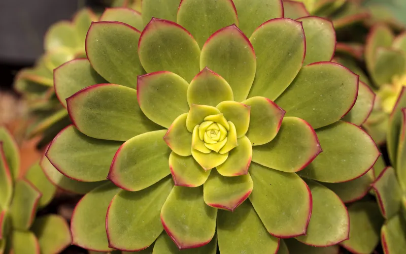 Echeveria pulidonis