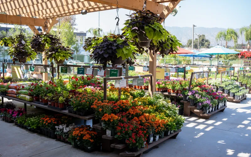 a flower shop with many flowers