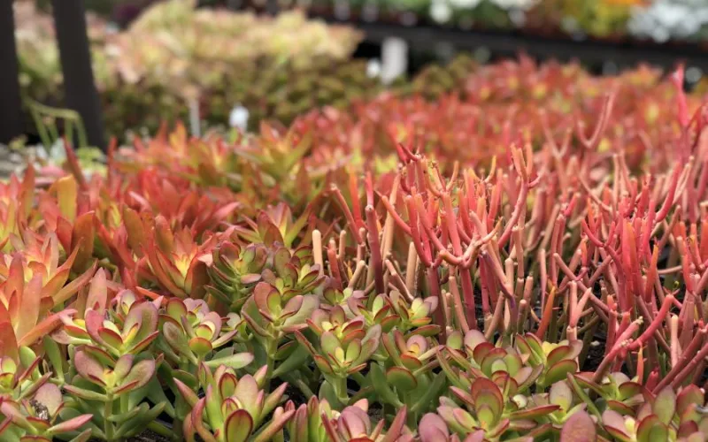 Succulents on a table