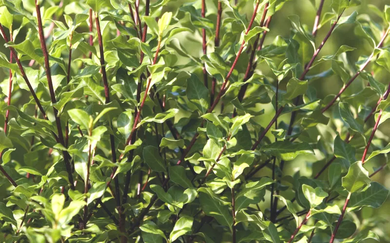 a green plant in a forest