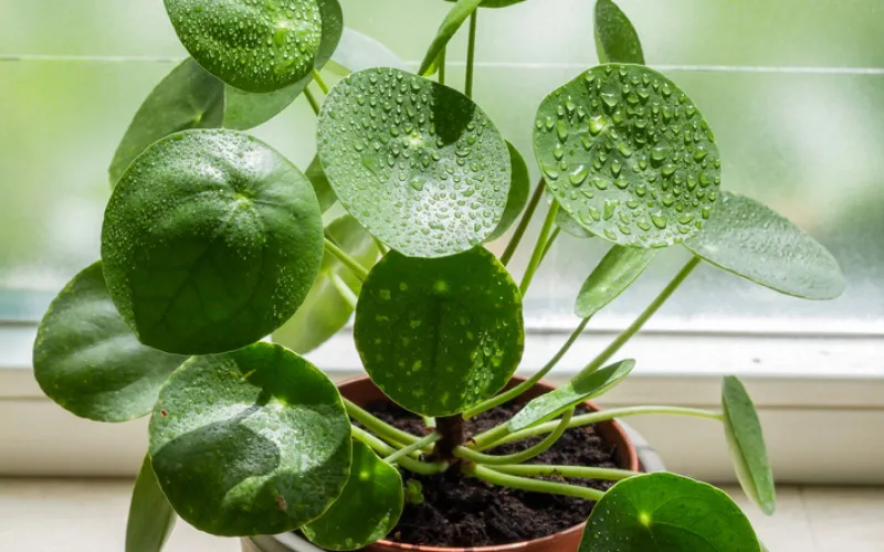 pilea peperomioides in window sill