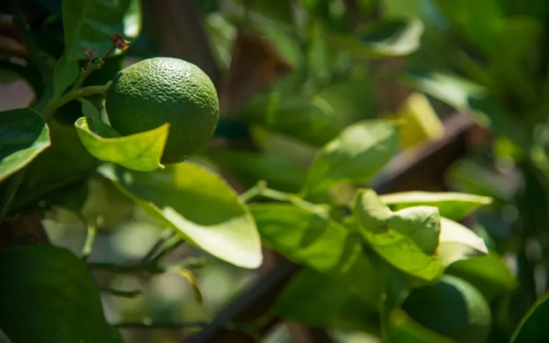 Vegetables, Herbs and Fruit | Armstrong Garden Centers