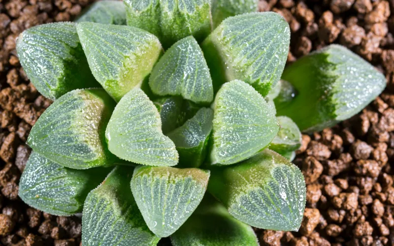 Haworthia Retusa