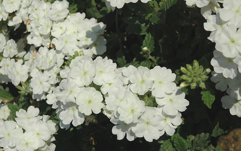 White verbena pop with reflections from the moon