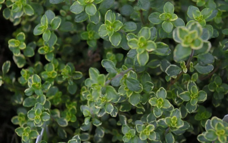 Herb Lemon Thyme tree