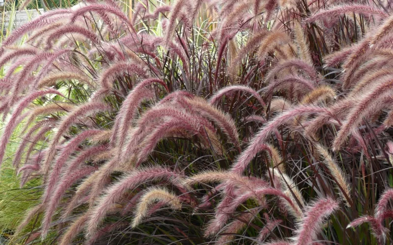 Pennisetum Red Riding Hood