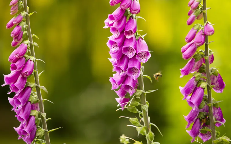 Foxglove
