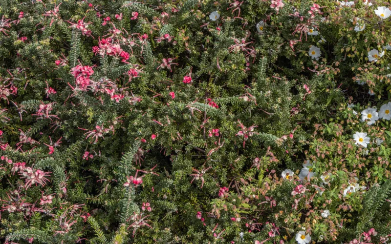 a pink flower on a plant