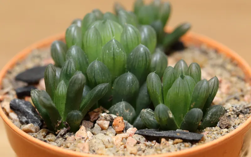 Haworthia cooperi