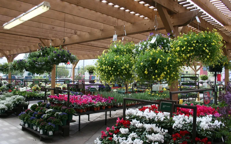 a close up of a flower garden