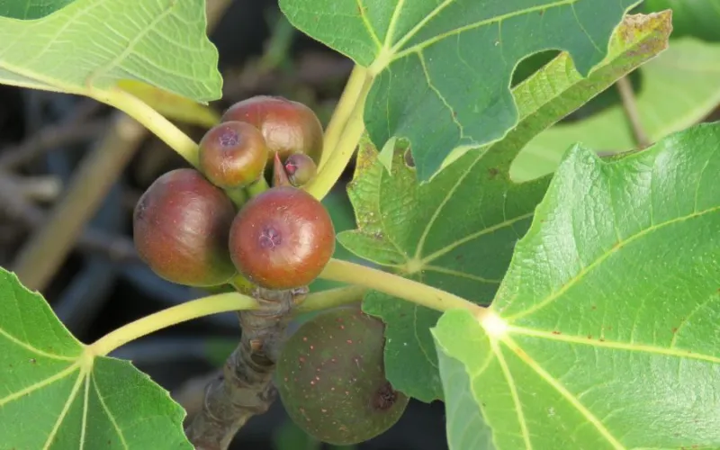 Fig Little Miss Figgy Fig Tree