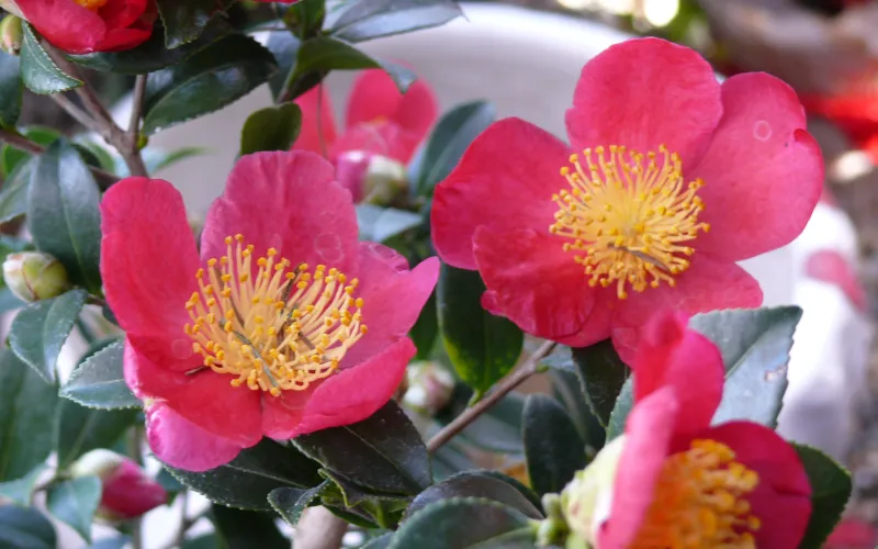 a vase filled with pink flowers