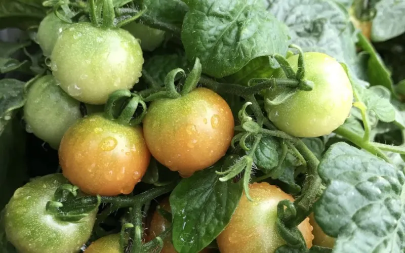cherry tomatoes on tomato plant